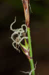 Blue Ridge sedge